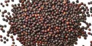 Australian Canola Seeds