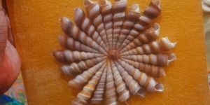 Seashell Wall Arts