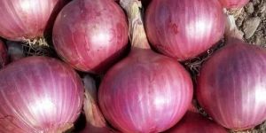Fresh Onion