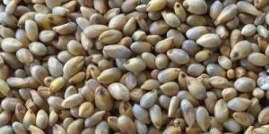 Pearl Millet Seeds