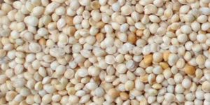 White Millet Seed