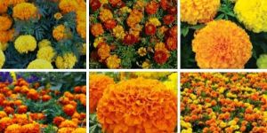 Marigold