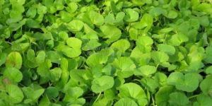 Centella Asiatica Leaves