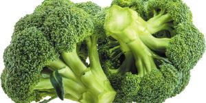 Fresh Green Broccoli