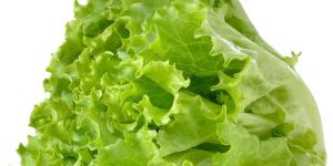 Fresh Green Lettuce