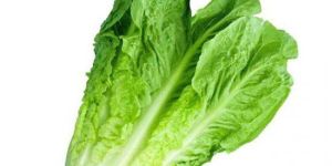 Fresh Romaine Lettuce