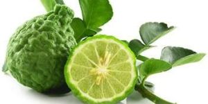 Fresh Lemon Kaffir Lime Leaf