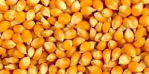 Yellow Maize Seeds