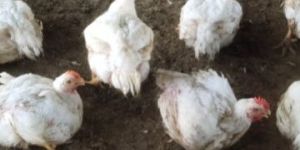 Poultry Feed Making Machine