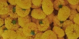 Marigold Flowers