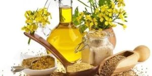 Ajwain Essential Oil