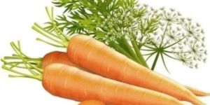 Carrot Seed Oil