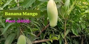 Banana Mango Plant