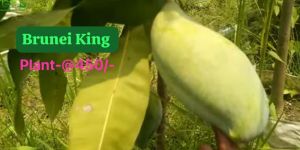 Brunei King Mango Plant