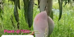 Chang Mai Mango Plant