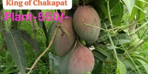 King of Chakapat Mango Plant