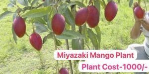 Miyazaki Mango Plant