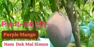 Nam Dok Mai Simon Mango Plant