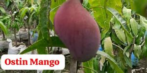 Ostin Mango Plant
