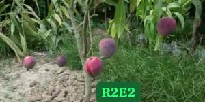 R2E2 Mango Plant