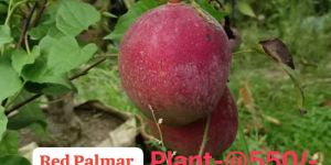 Red Palamar Mango Plant