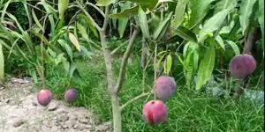 Tommy Atkins Mango Plant