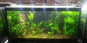 Artificial Plant Aquarium
