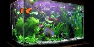 Large Aquarium Tank