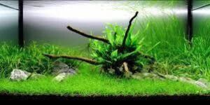 Planted Aquariums