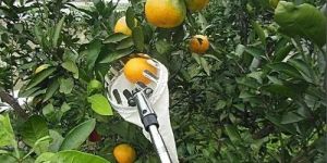Telescopic Fruit Picker
