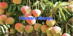 Husnara Mango