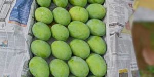 Langra Mango