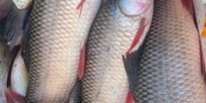 Rohu Katla Fish