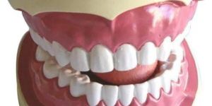 Teeth Model