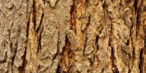 Neem Bark