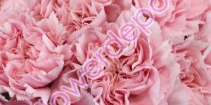 Fresh Carnation Flower