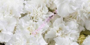 Fresh Carnation Flowers