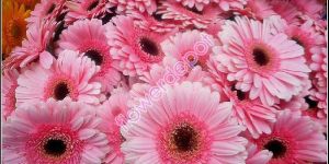 Fresh Gerbera Flowers