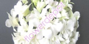 Fresh Orchid Flowers