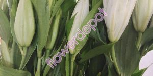 Fresh Oriental Lily Flowers