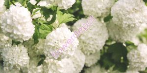 Hydrangea Flowering Plants