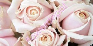 Sweet Avalanche Rose