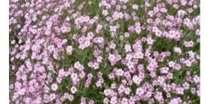 Gypsophila