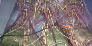 Frozen Sand Lobster Fish