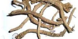 Saussurea Lappa Root Extract