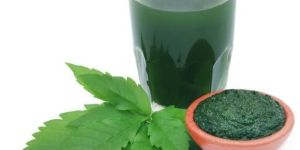 Vitex Negundo Leaf Extract
