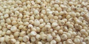 Sorghum Seeds