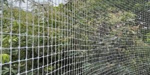Bird Net
