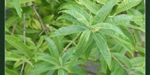 Lemon Verbena Oil