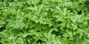 Passiflora Incarnata